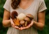 Mycothérapie : effets secondaires à connaître (et bienfaits à ne pas oublier) mycothérapie bienfaits et effets indésirables