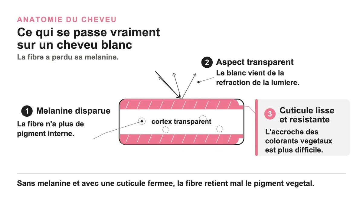 Cheveu blanc montrant une cuticule lisse et transparente, difficile à teindre avec des colorants végétaux